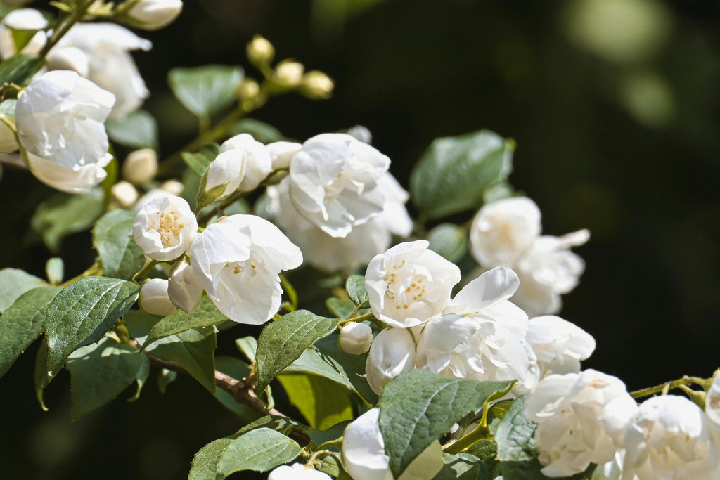 Jasmine Parfum (10ml)