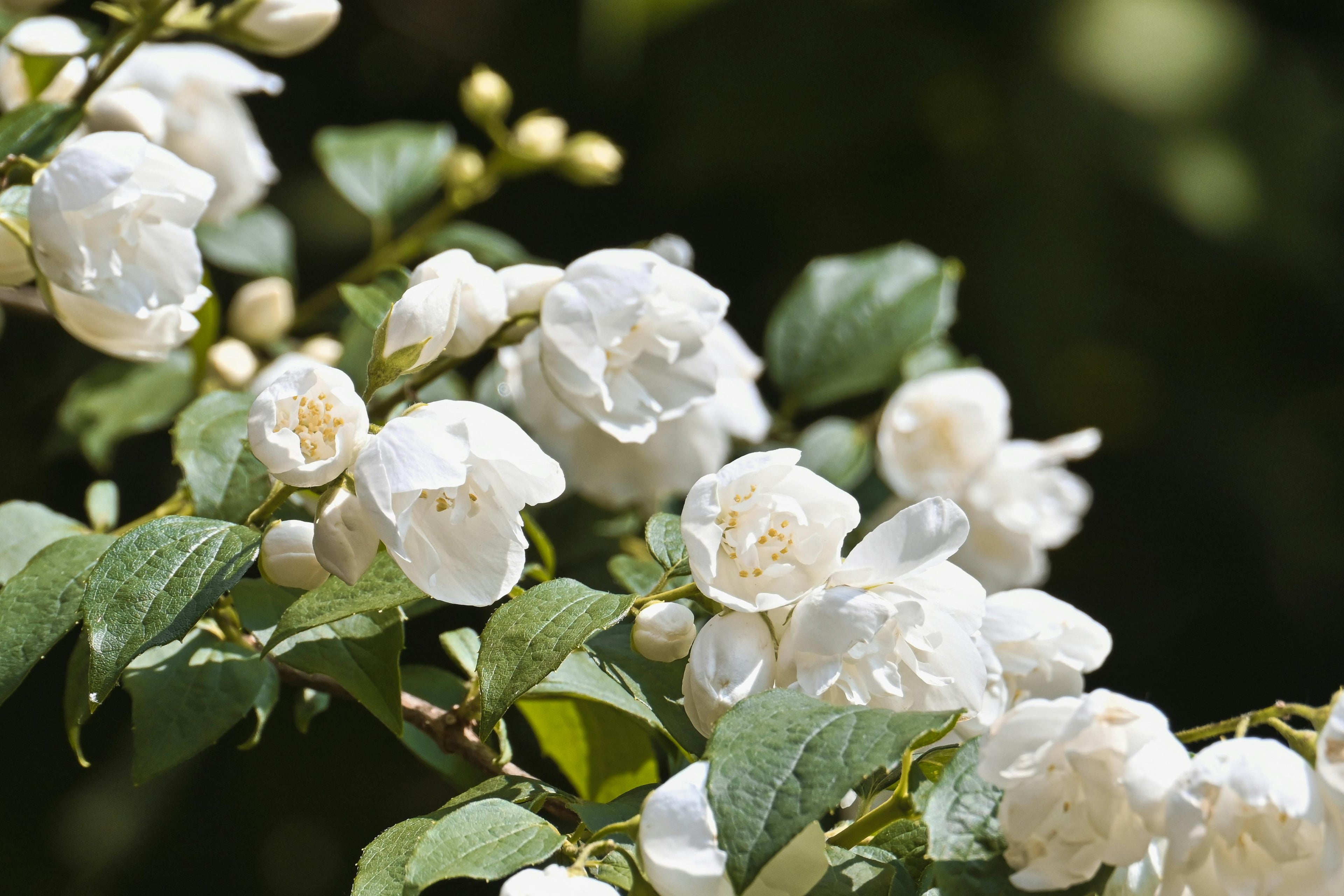 Jasmine Parfum (10ml)